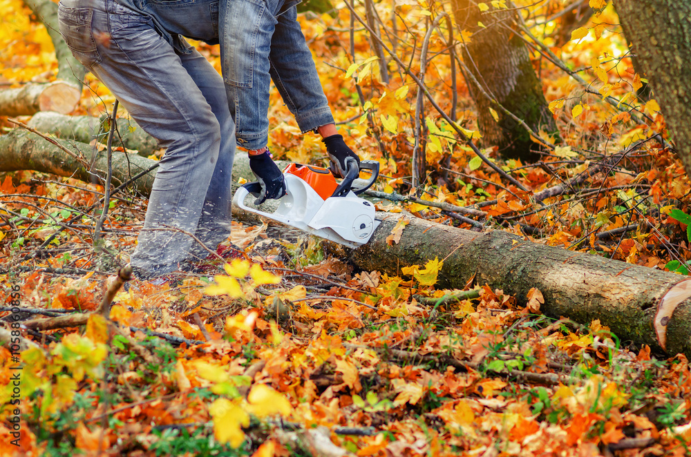 Fototapeta premium Man in jeans cuts tree trunk with chainsaw. Bright photo with yellow fallen leaves and cut trees.