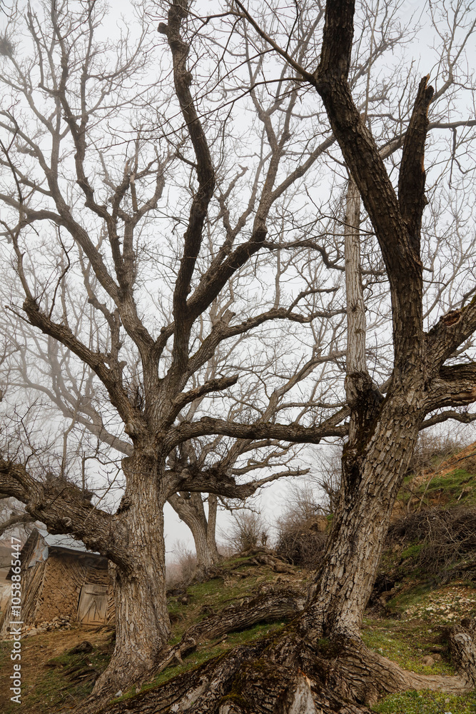 Trees tangled in mountain fog in winter Trees tangled in mountain fog in winter