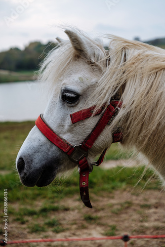 portrait of a horse