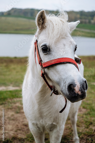 white horse portrait