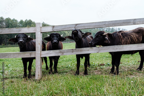 Buffalo on a farm