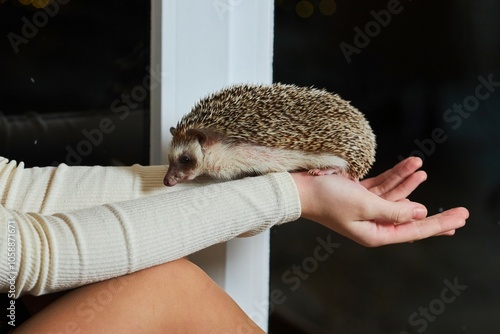 A small homemade hedgehog close-up. Exotic animals photo