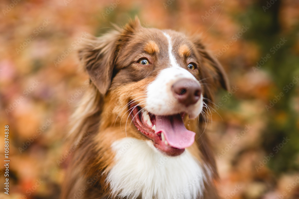 brown tricolor australian shepherd dog in fall season brown tricolor australian shepherd dog in fall season