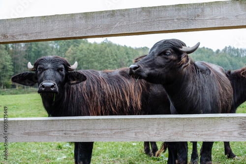 Buffalo watching