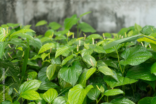 Background photo of Piper sarmentosum leaves and flowers photo