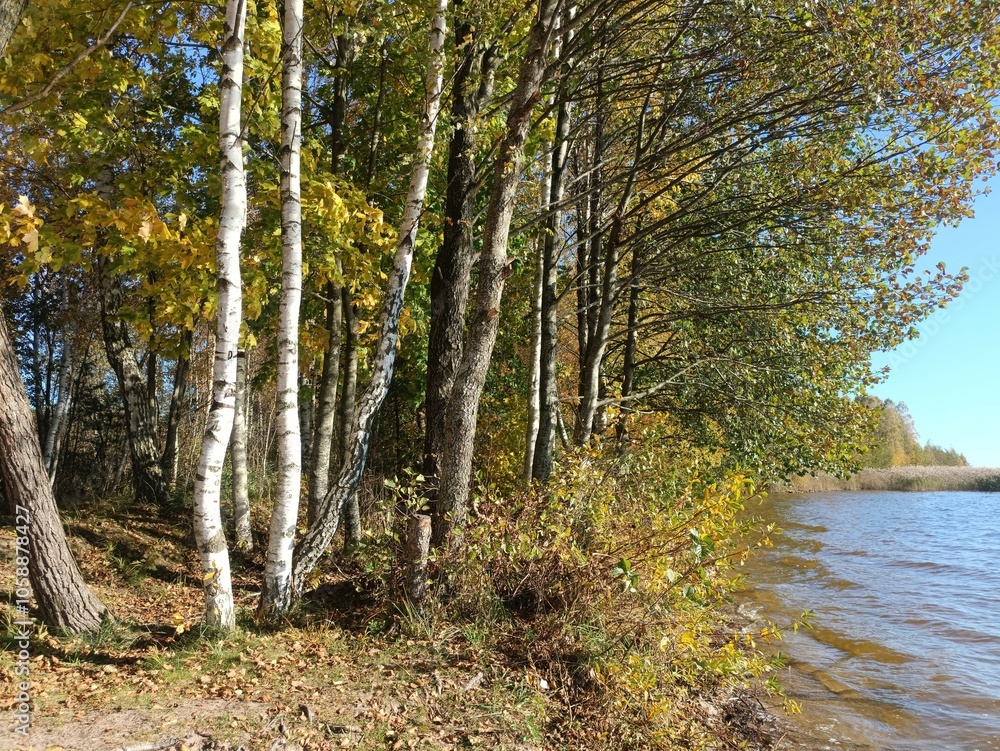 Rekyva forest and lake during sunny autumn day. Pine and birch tree woodland. Wavy lake. Bushes and small trees are growing in woods. Sunny day without clouds in sky. Nature. Rekyvos miskas. Rekyva forest and lake during sunny autumn day. Pine and birch tree woodland. Wavy lake. Bushes and small trees are growing in woods. Sunny day without clouds in sky. Nature. Rekyvos miskas.
