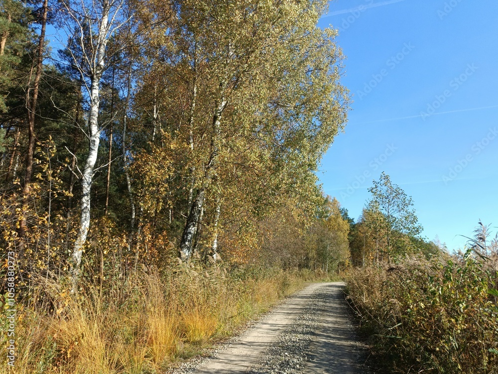 Rekyva forest during sunny autumn day. Pine and birch tree woodland. Blueberry bushes are growing in woods. Sunny day with white and gray clouds in sky. Fall season. Nature. Rekyvos miskas. Rekyva forest during sunny autumn day. Pine and birch tree woodland. Blueberry bushes are growing in woods. Sunny day with white and gray clouds in sky. Fall season. Nature. Rekyvos miskas.