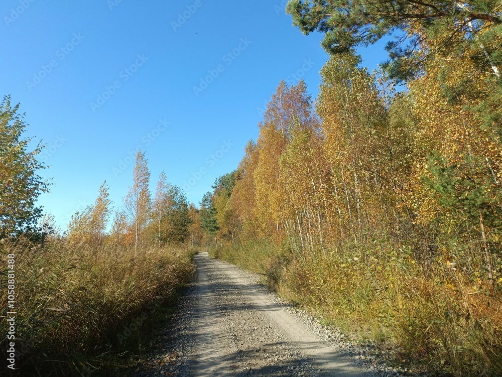 Rekyva forest during sunny autumn day. Pine and birch tree woodland. Blueberry bushes are growing in woods. Sunny day with white and gray clouds in sky. Fall season. Nature. Rekyvos miskas. Rekyva forest during sunny autumn day. Pine and birch tree woodland. Blueberry bushes are growing in woods. Sunny day with white and gray clouds in sky. Fall season. Nature. Rekyvos miskas.