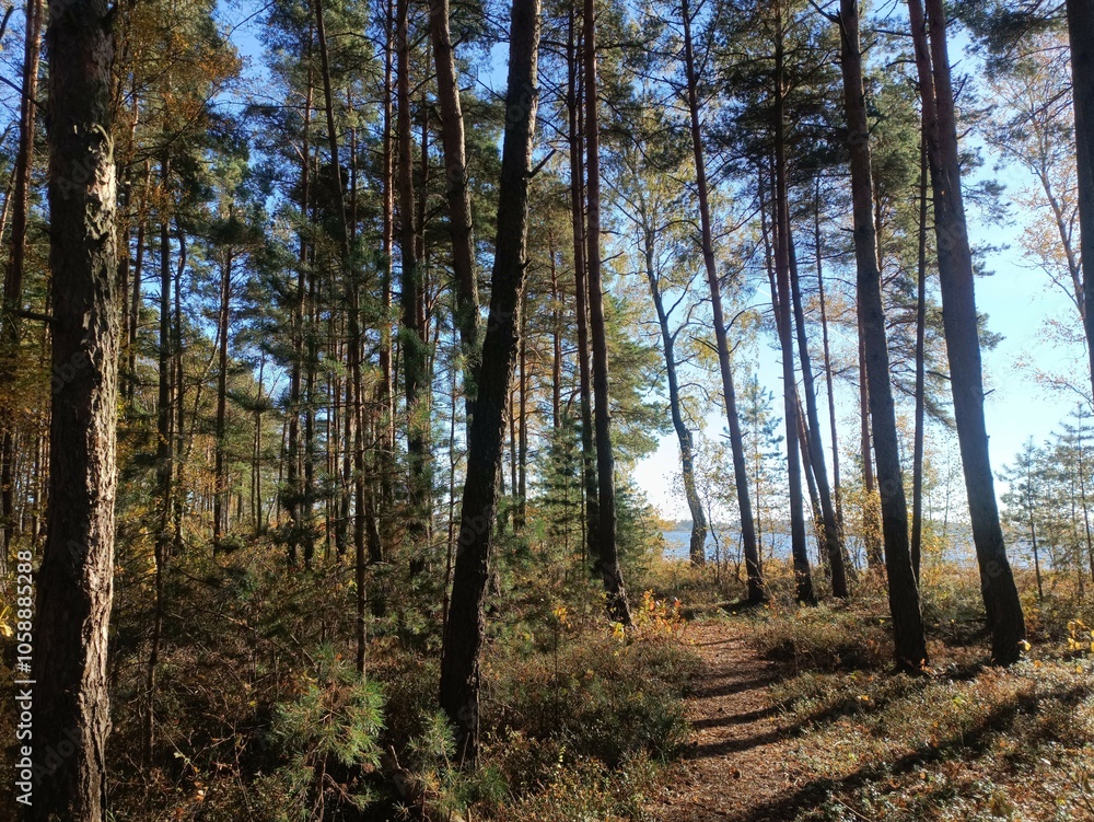 Rekyva forest during sunny autumn day. Pine and birch tree woodland. Blueberry bushes are growing in woods. Sunny day with white and gray clouds in sky. Fall season. Nature. Rekyvos miskas. Rekyva forest during sunny autumn day. Pine and birch tree woodland. Blueberry bushes are growing in woods. Sunny day with white and gray clouds in sky. Fall season. Nature. Rekyvos miskas.