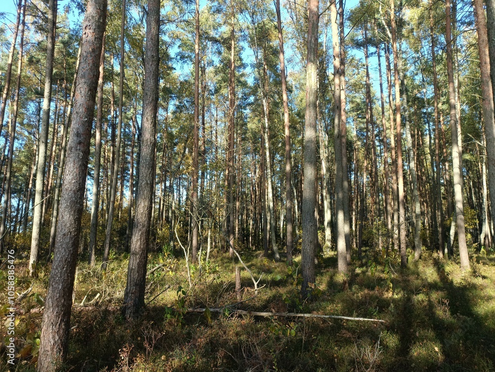 Rekyva forest during sunny autumn day. Pine and birch tree woodland. Blueberry bushes are growing in woods. Sunny day with white and gray clouds in sky. Fall season. Nature. Rekyvos miskas. Rekyva forest during sunny autumn day. Pine and birch tree woodland. Blueberry bushes are growing in woods. Sunny day with white and gray clouds in sky. Fall season. Nature. Rekyvos miskas.