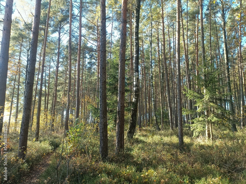 Rekyva forest during sunny autumn day. Pine and birch tree woodland. Blueberry bushes are growing in woods. Sunny day with white and gray clouds in sky. Fall season. Nature. Rekyvos miskas. Rekyva forest during sunny autumn day. Pine and birch tree woodland. Blueberry bushes are growing in woods. Sunny day with white and gray clouds in sky. Fall season. Nature. Rekyvos miskas.