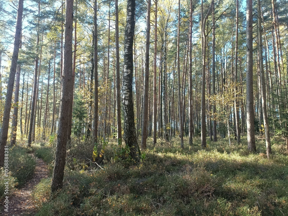 Rekyva forest during sunny autumn day. Pine and birch tree woodland. Blueberry bushes are growing in woods. Sunny day with white and gray clouds in sky. Fall season. Nature. Rekyvos miskas. Rekyva forest during sunny autumn day. Pine and birch tree woodland. Blueberry bushes are growing in woods. Sunny day with white and gray clouds in sky. Fall season. Nature. Rekyvos miskas.