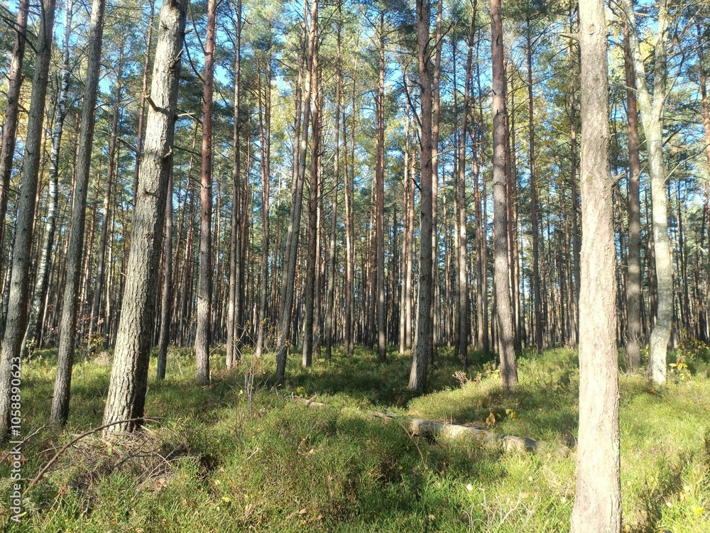 Rekyva forest during sunny autumn day. Pine and birch tree woodland. Blueberry bushes are growing in woods. Sunny day with white and gray clouds in sky. Fall season. Nature. Rekyvos miskas. Rekyva forest during sunny autumn day. Pine and birch tree woodland. Blueberry bushes are growing in woods. Sunny day with white and gray clouds in sky. Fall season. Nature. Rekyvos miskas.