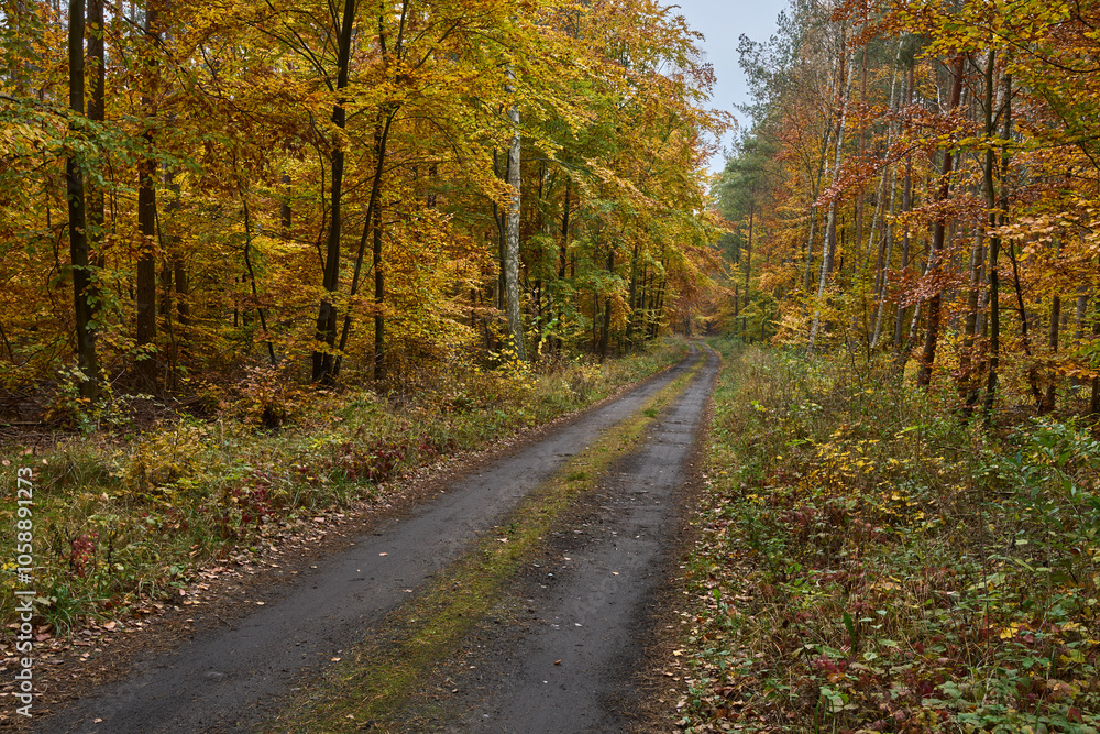 Obraz premium Leśna droga w bukowym lesie w kolorach jesieni, Puszcza Notecka, Polska