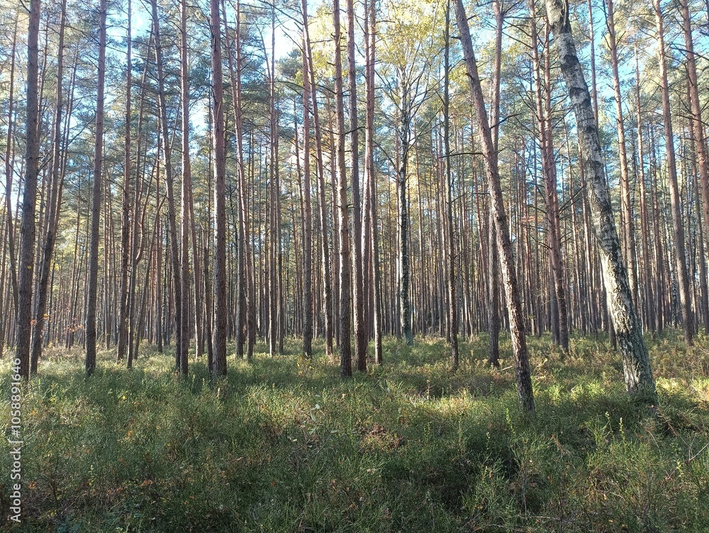 Rekyva forest during sunny autumn day. Pine and birch tree woodland. Blueberry bushes are growing in woods. Sunny day with white and gray clouds in sky. Fall season. Nature. Rekyvos miskas. Rekyva forest during sunny autumn day. Pine and birch tree woodland. Blueberry bushes are growing in woods. Sunny day with white and gray clouds in sky. Fall season. Nature. Rekyvos miskas.