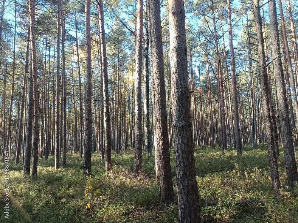 Rekyva forest during sunny autumn day. Pine and birch tree woodland. Blueberry bushes are growing in woods. Sunny day with white and gray clouds in sky. Fall season. Nature. Rekyvos miskas. Rekyva forest during sunny autumn day. Pine and birch tree woodland. Blueberry bushes are growing in woods. Sunny day with white and gray clouds in sky. Fall season. Nature. Rekyvos miskas.