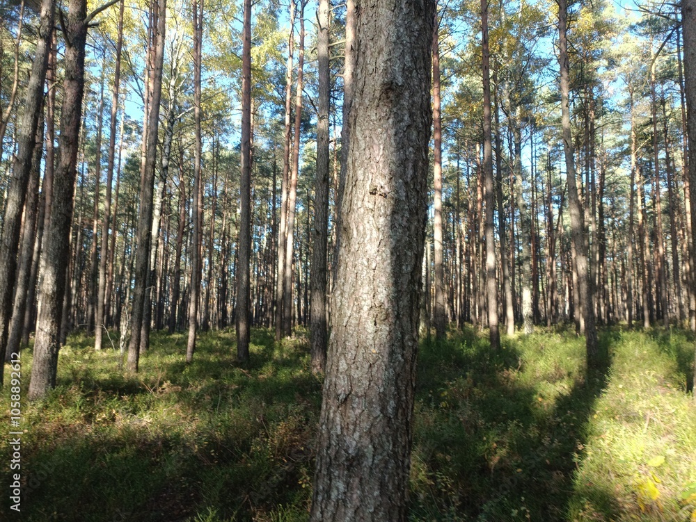 Rekyva forest during sunny autumn day. Pine and birch tree woodland. Blueberry bushes are growing in woods. Sunny day with white and gray clouds in sky. Fall season. Nature. Rekyvos miskas. Rekyva forest during sunny autumn day. Pine and birch tree woodland. Blueberry bushes are growing in woods. Sunny day with white and gray clouds in sky. Fall season. Nature. Rekyvos miskas.