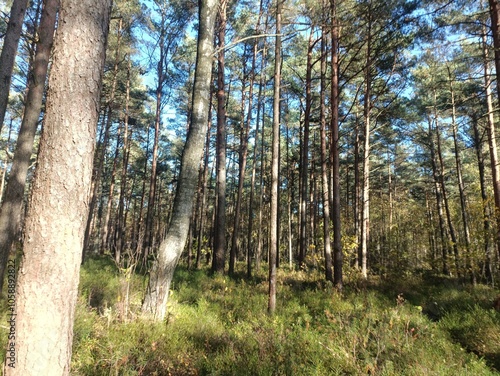Rekyva forest during sunny autumn day. Pine and birch tree woodland. Blueberry bushes are growing in woods. Sunny day with white and gray clouds in sky. Fall season. Nature. Rekyvos miskas.