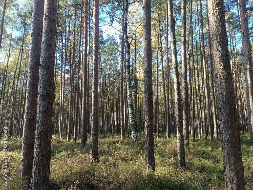 Rekyva forest during sunny autumn day. Pine and birch tree woodland. Blueberry bushes are growing in woods. Sunny day with white and gray clouds in sky. Fall season. Nature. Rekyvos miskas. Rekyva forest during sunny autumn day. Pine and birch tree woodland. Blueberry bushes are growing in woods. Sunny day with white and gray clouds in sky. Fall season. Nature. Rekyvos miskas.