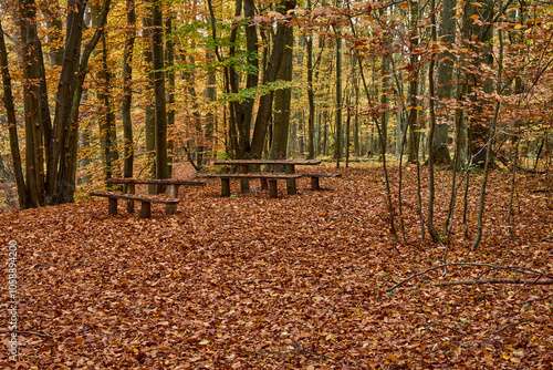 Jesień w lasach Puszczy Noteckiej, kolory jesieni, Polska photo