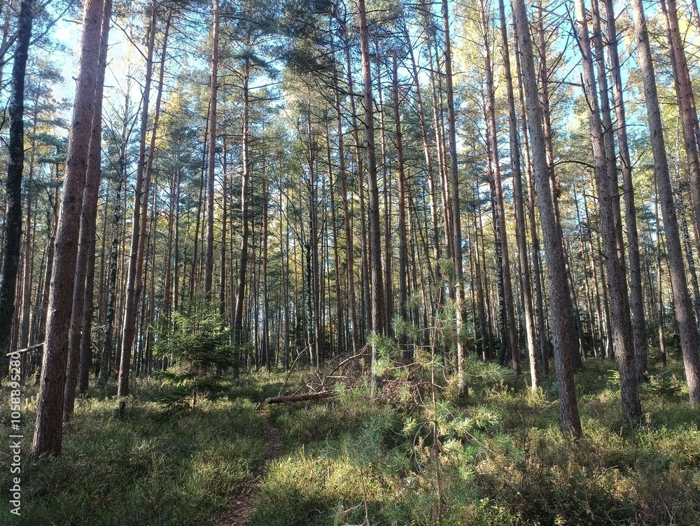 Rekyva forest during sunny autumn day. Pine and birch tree woodland. Blueberry bushes are growing in woods. Sunny day with white and gray clouds in sky. Fall season. Nature. Rekyvos miskas. Rekyva forest during sunny autumn day. Pine and birch tree woodland. Blueberry bushes are growing in woods. Sunny day with white and gray clouds in sky. Fall season. Nature. Rekyvos miskas.