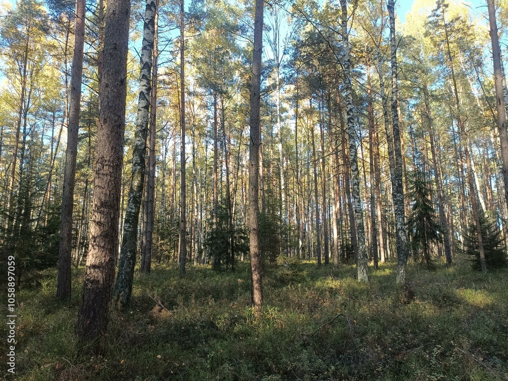 Rekyva forest during sunny autumn day. Pine and birch tree woodland. Blueberry bushes are growing in woods. Sunny day with white and gray clouds in sky. Fall season. Nature. Rekyvos miskas. Rekyva forest during sunny autumn day. Pine and birch tree woodland. Blueberry bushes are growing in woods. Sunny day with white and gray clouds in sky. Fall season. Nature. Rekyvos miskas.