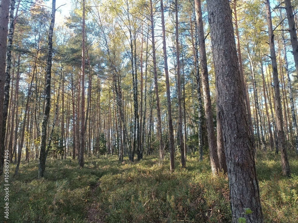 Rekyva forest during sunny autumn day. Pine and birch tree woodland. Blueberry bushes are growing in woods. Sunny day with white and gray clouds in sky. Fall season. Nature. Rekyvos miskas. Rekyva forest during sunny autumn day. Pine and birch tree woodland. Blueberry bushes are growing in woods. Sunny day with white and gray clouds in sky. Fall season. Nature. Rekyvos miskas.
