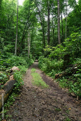 Foto An old logging road runs along side the of the Rocky Fork River, a hiking trail through the rich woodlands of the southern Appalachian Trail in Cherokee National Forest in Tennessee