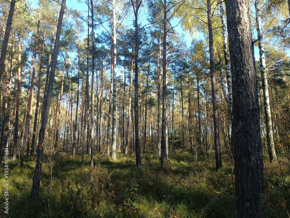 Rekyva forest during sunny autumn day. Pine and birch tree woodland. Blueberry bushes are growing in woods. Sunny day with white and gray clouds in sky. Fall season. Nature. Rekyvos miskas. Rekyva forest during sunny autumn day. Pine and birch tree woodland. Blueberry bushes are growing in woods. Sunny day with white and gray clouds in sky. Fall season. Nature. Rekyvos miskas.