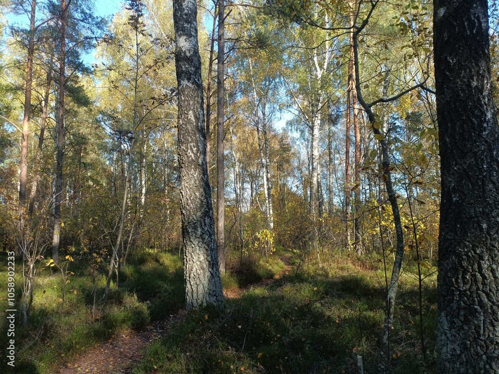 Rekyva forest during sunny autumn day. Pine and birch tree woodland. Blueberry bushes are growing in woods. Sunny day with white and gray clouds in sky. Fall season. Nature. Rekyvos miskas. Rekyva forest during sunny autumn day. Pine and birch tree woodland. Blueberry bushes are growing in woods. Sunny day with white and gray clouds in sky. Fall season. Nature. Rekyvos miskas.