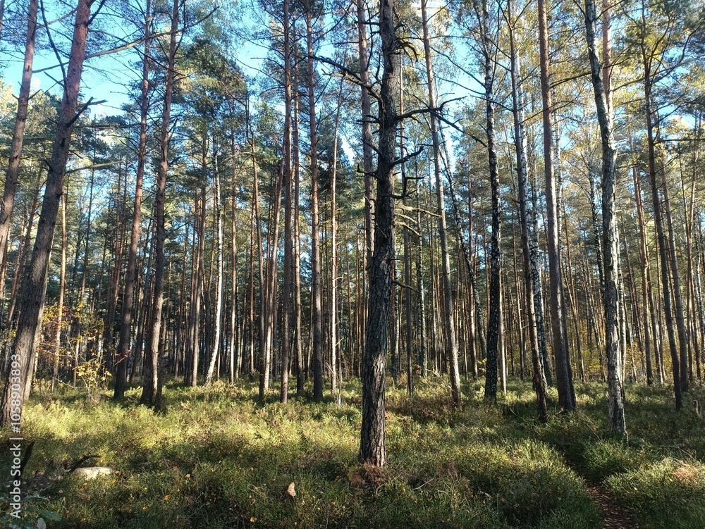 Rekyva forest during sunny autumn day. Pine and birch tree woodland. Blueberry bushes are growing in woods. Sunny day with white and gray clouds in sky. Fall season. Nature. Rekyvos miskas. Rekyva forest during sunny autumn day. Pine and birch tree woodland. Blueberry bushes are growing in woods. Sunny day with white and gray clouds in sky. Fall season. Nature. Rekyvos miskas.