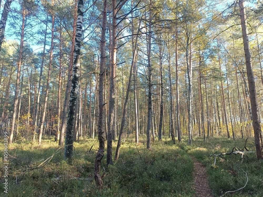 Rekyva forest during sunny autumn day. Pine and birch tree woodland. Blueberry bushes are growing in woods. Sunny day with white and gray clouds in sky. Fall season. Nature. Rekyvos miskas. Rekyva forest during sunny autumn day. Pine and birch tree woodland. Blueberry bushes are growing in woods. Sunny day with white and gray clouds in sky. Fall season. Nature. Rekyvos miskas.