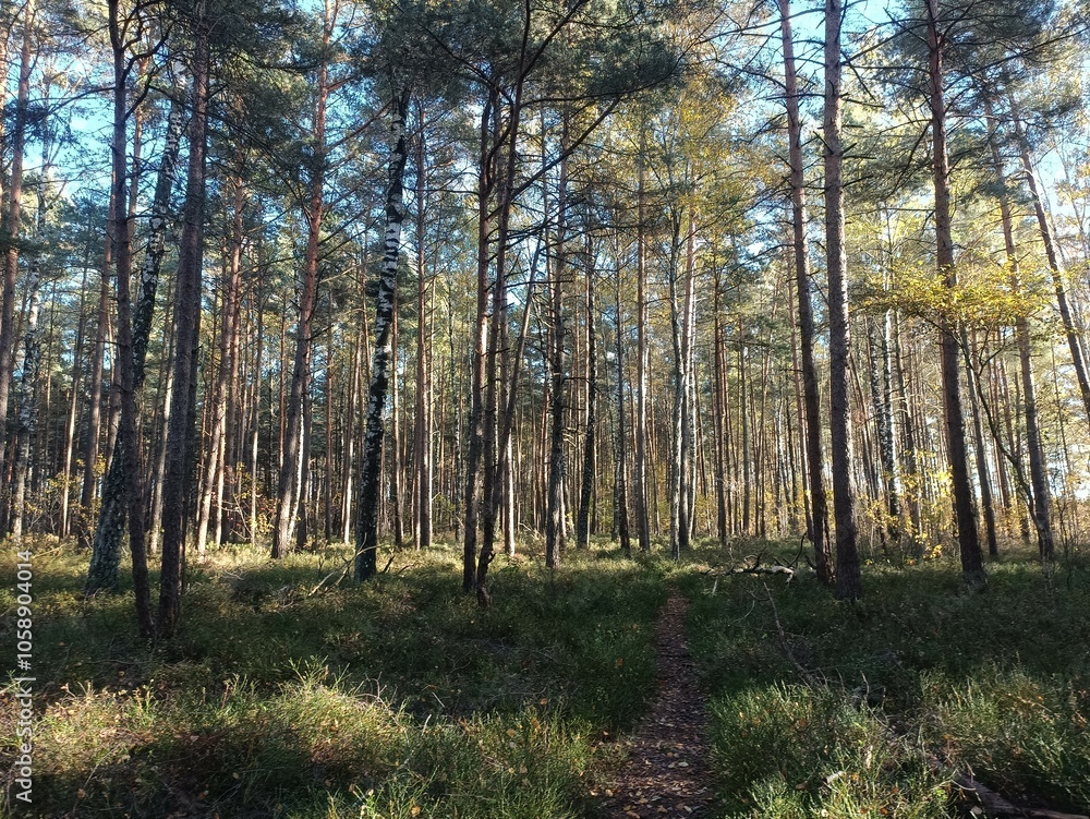 Rekyva forest during sunny autumn day. Pine and birch tree woodland. Blueberry bushes are growing in woods. Sunny day with white and gray clouds in sky. Fall season. Nature. Rekyvos miskas. Rekyva forest during sunny autumn day. Pine and birch tree woodland. Blueberry bushes are growing in woods. Sunny day with white and gray clouds in sky. Fall season. Nature. Rekyvos miskas.
