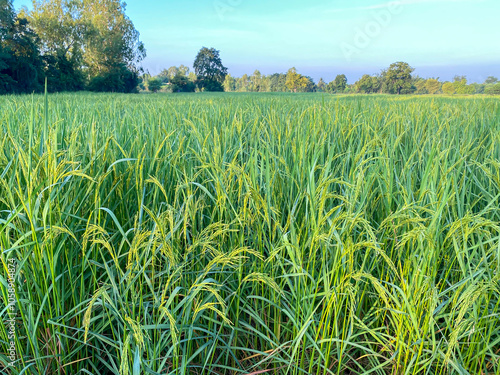 Rice in farming in blue sky background with concept plant of rice in farming background. photo