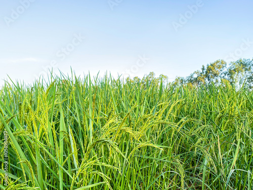 Picture of plant rice in farming in blue sky background.