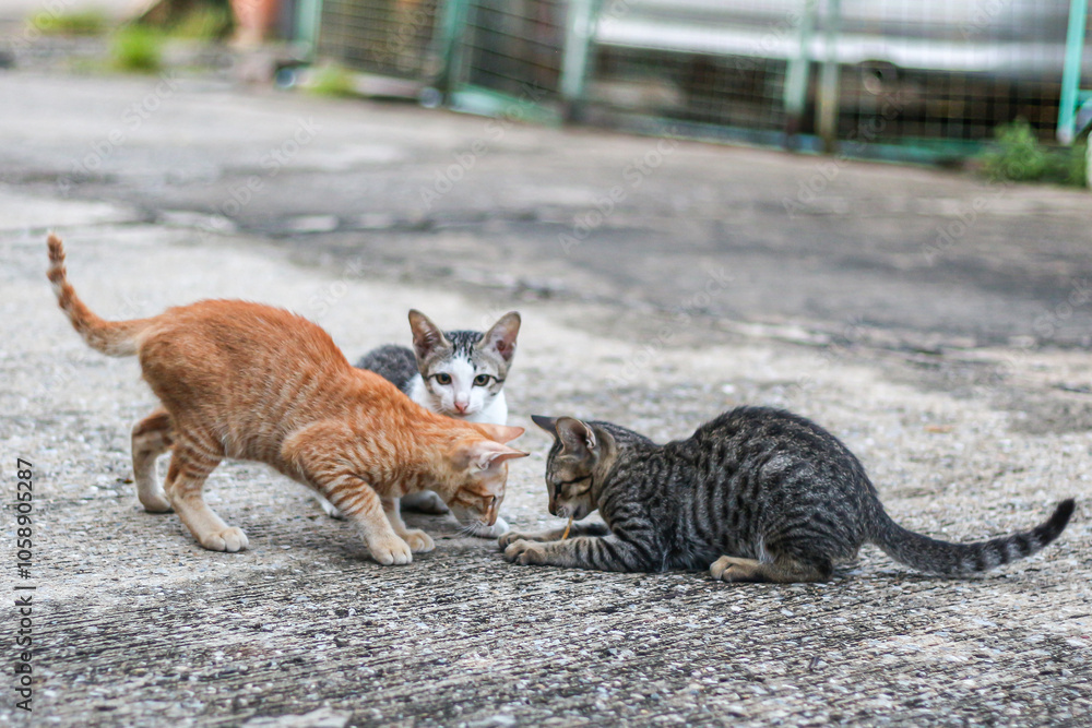 Obraz premium Three of cats sitting on cement floors looking very cute and interesting concept animals moment.