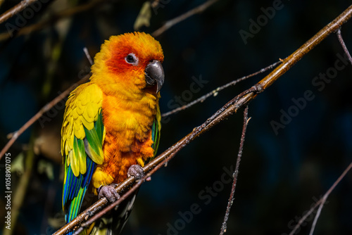 Sunny aratinga parrot on a branch in close-up. photo