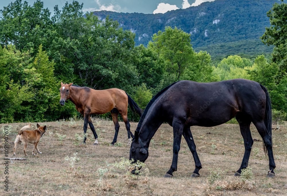 Horses graze in a clearing in the forest on a summer day. Horses graze in a clearing in the forest on a summer day.