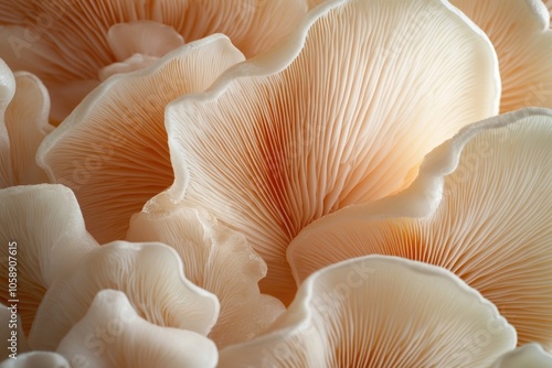 Close-up of mushroom cluster