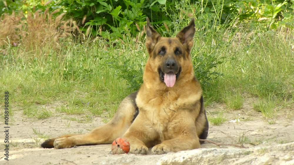 German Shepherd. A dog resting in the green grass. German Shepherd. A dog resting in the green grass.