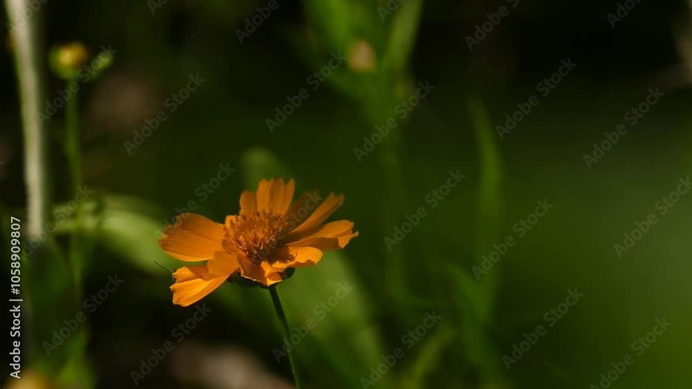 White butterfly feeding on orange flower. Close-up of butterfly on yellow flower. Butterfly in slow motion. Pollinator insect in natural habitat White butterfly feeding on orange flower. Close-up of butterfly on yellow flower. Butterfly in slow motion. Pollinator insect in natural habitat