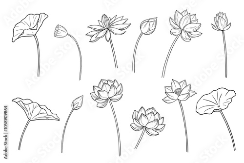 Lotus flower and leaf line sketch. Botanical hand drawn illustrations set. Floral vector design element