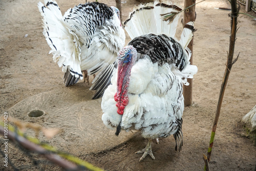 The male white royal palm turkey is walking while spreading its feathers because it is alert and threatened. Concept for World Animal Day photo