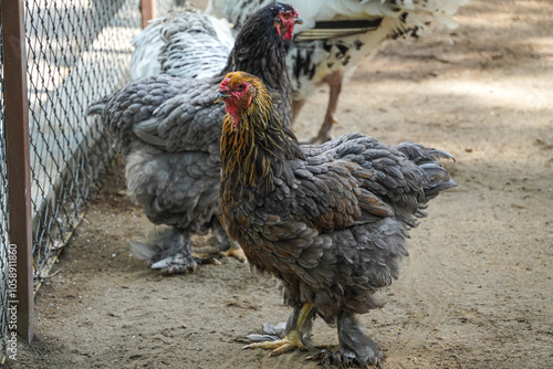 Close-up photo of Cochin chicken in a breeding farm poultry. Concept for World Animal Day photo