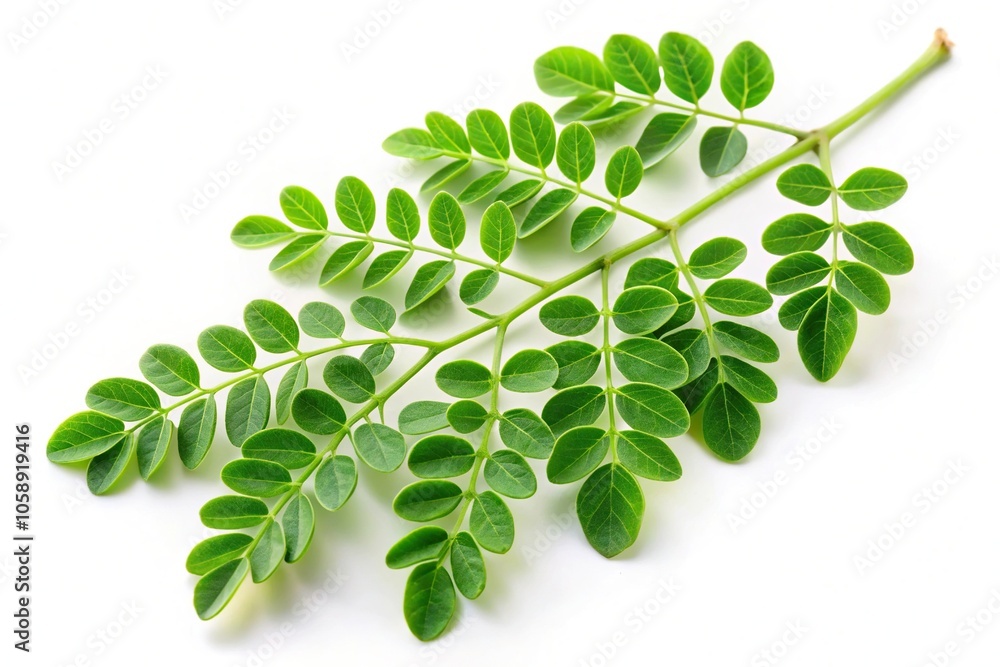 Tropical herb green moringa leaf branch isolated on white background Tropical herb green moringa leaf branch isolated on white background
