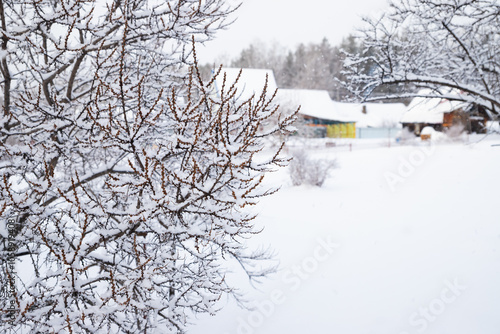 Frosted sea ​​buckthorn branches tree create a striking contrast against a snow covered ground and rustic homes nestled in a quiet winter landscape under a gray sky. photo