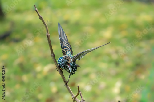 Wallpaper Mural Auf einem Ast sitzender streitsüchtiger Star Torontodigital.ca