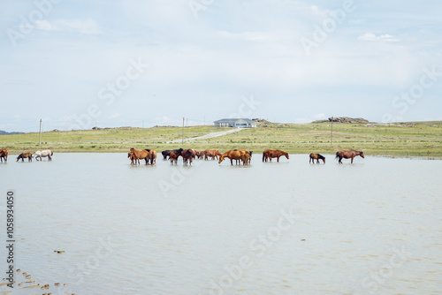 herd of horses in pond drink water and cool off on hot summer day. ranch, free grazing horses with foals