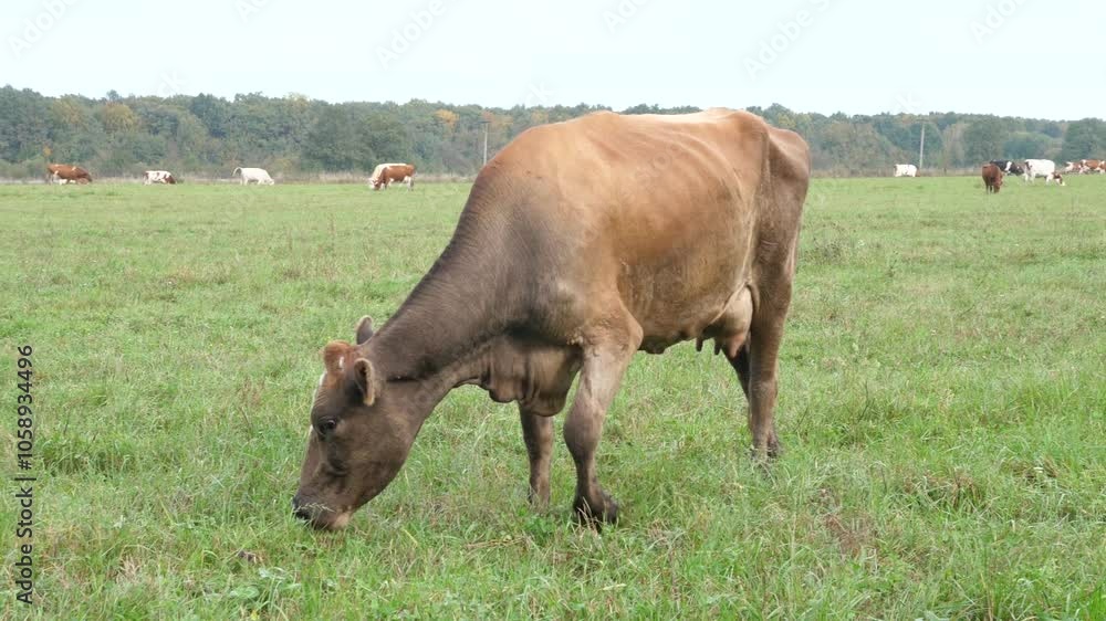 Cows graze in the pasture. Agriculture. Cattle breeding. Cows graze in the pasture. Agriculture. Cattle breeding.