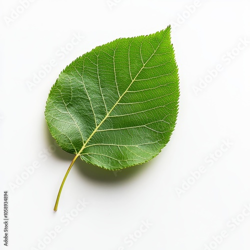 Vibrant Green Aspen Leaf Isolated on White Background photo